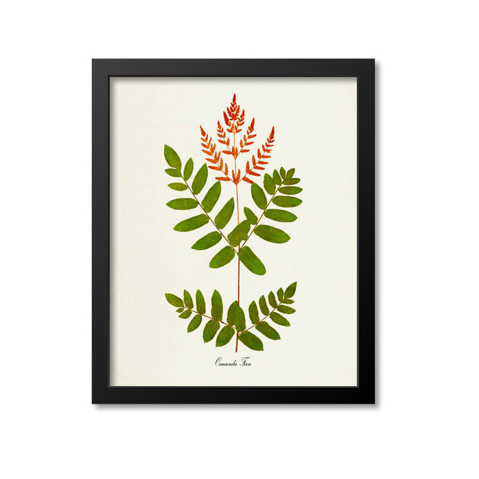 Osmunda Fern Art Print