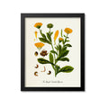 Pot Marigold Botanical Print