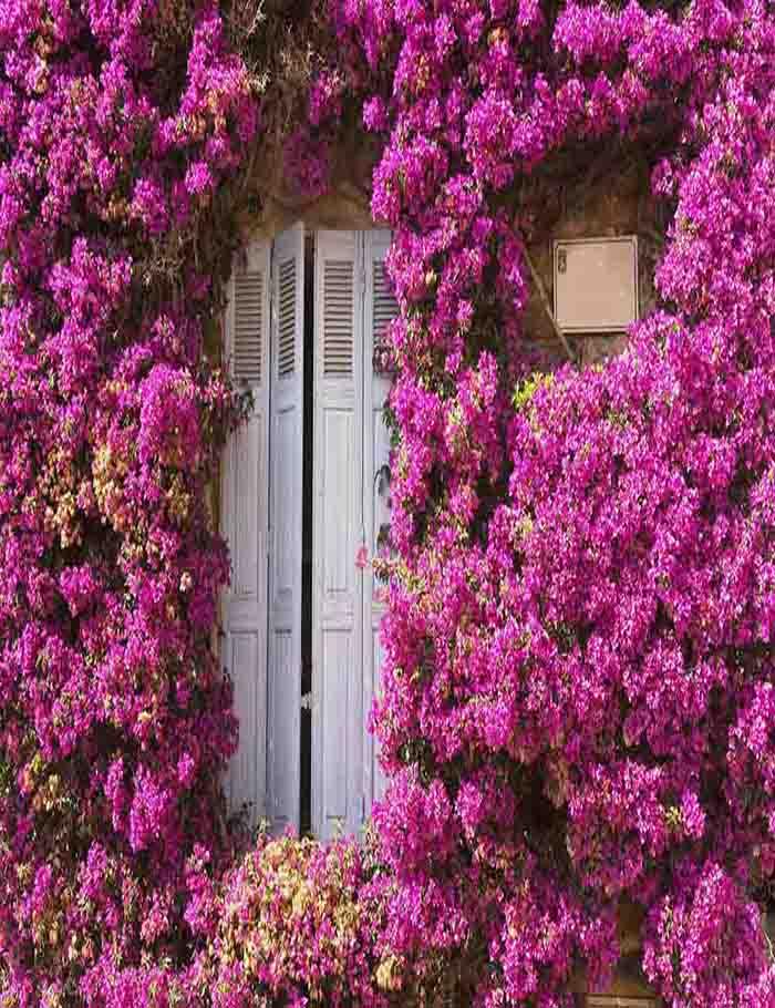 Purple Flowers  Around The Wood Door For Wedding Photo Backdrop Shopbackdrop