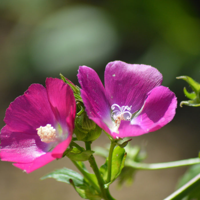 Two pink flowers with green leaves on a blurred natural background