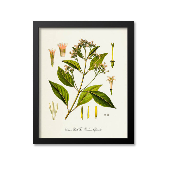 Quinine Bark Tree Botanical Print