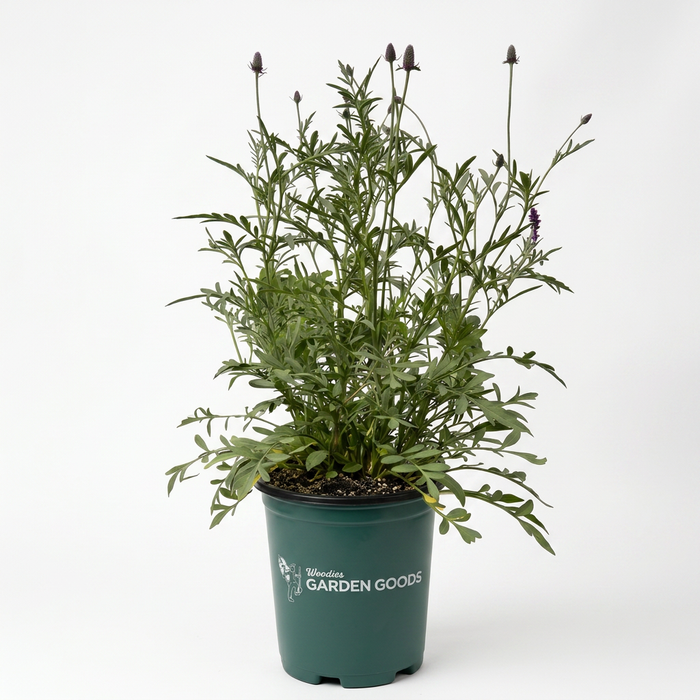 A potted ornamental plant with green foliage and dark purple flower buds, in a dark green nursery pot labeled 'Wildflower Garden Goods', photographed against a clean white background.