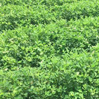 Red Peanut & Groundnut Seeds