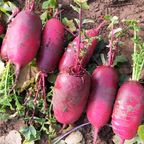 Red Radish Seeds