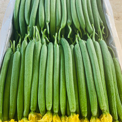 Ridgeless-Luffa-Seeds