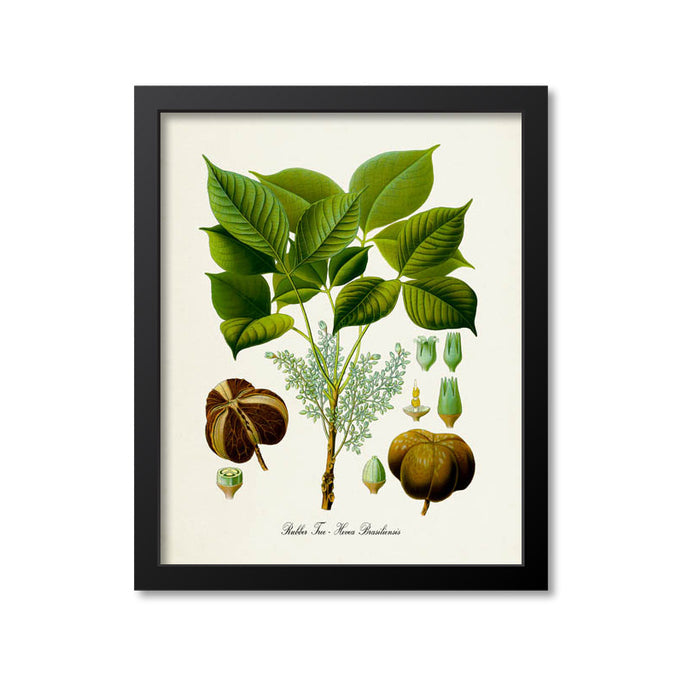 Rubber Tree Botanical Print