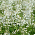Close-up of Running Tapestry Foamflower showing delicate white flower spikes above marked lobed foliage