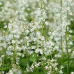 Close-up of Running Tapestry Foamflower showing delicate white flower spikes above marked lobed foliage