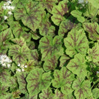 Running Tapestry Foamflower with low spreading habit, dark-veined leaves, and dense shade-garden ground-cover growth