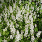 Running Tapestry Foamflower growing in a shady woodland border with patterned foliage and airy white spring flower spikes