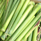 Saccharum Officinarum & Sugar Cane Seeds