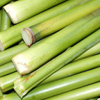Saccharum Officinarum & Sugar Cane Seeds