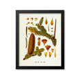 Silver Fir Botanical Print