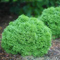 Hetz Midget Globe Arborvitae evergreen shrub planted in the garden