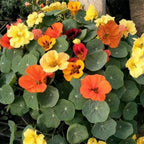 Tropaeolum-Majus-Nasturtium-Seeds