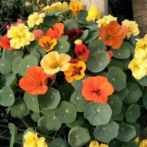 Tropaeolum-Majus-Nasturtium-Seeds