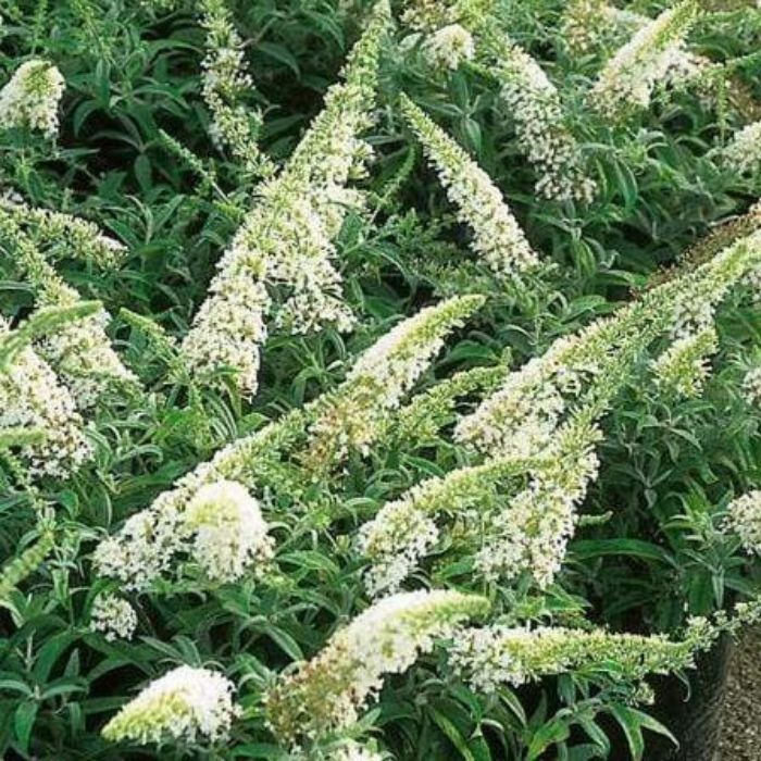 Vanilla Treat Butterfly Bushes have long pure white flower clusters