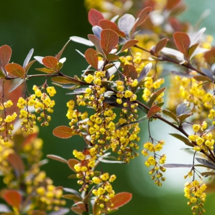 bright yellow flowers against burgundy leaves of the William Penn Barberry