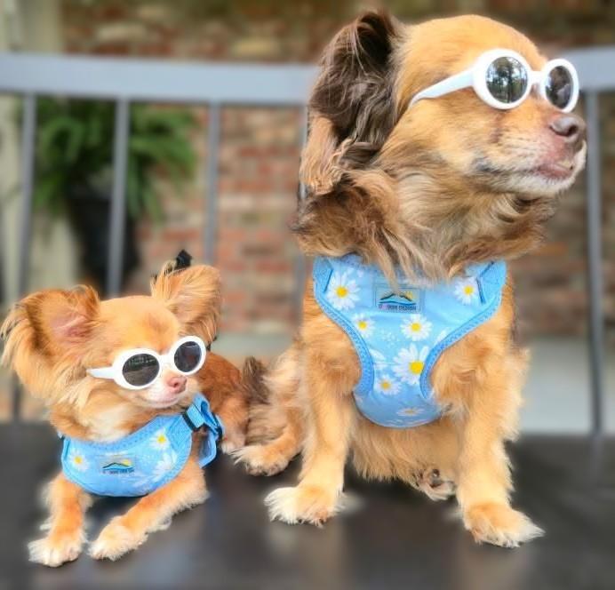 Two small dogs wearing blue harnesses and white sunglasses on a black surface.