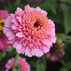 Zinnia-Elegans-Elf-Zinnia-Seeds