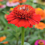 Zinnia-Elegans-Elf-Zinnia-Seeds